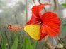 Botanischer Garten München Munich