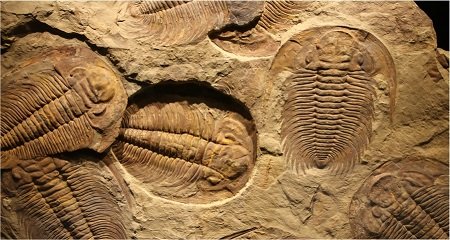 Fossilien