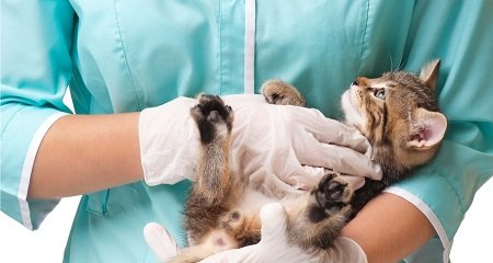 Veterinärmedizin