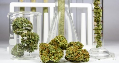 Cannabis